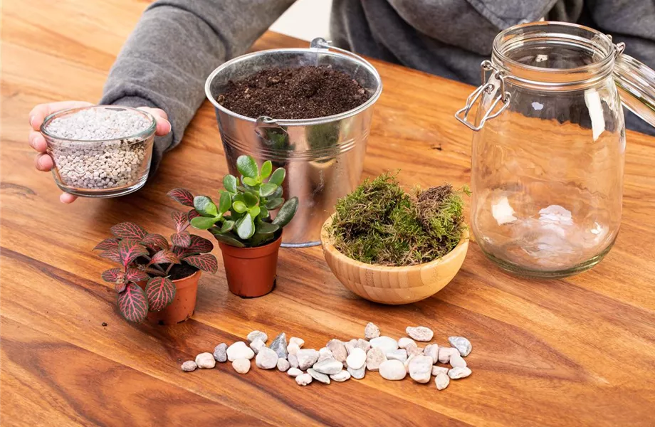 Der Zimmergarten – ein kleines Biotop im Glas