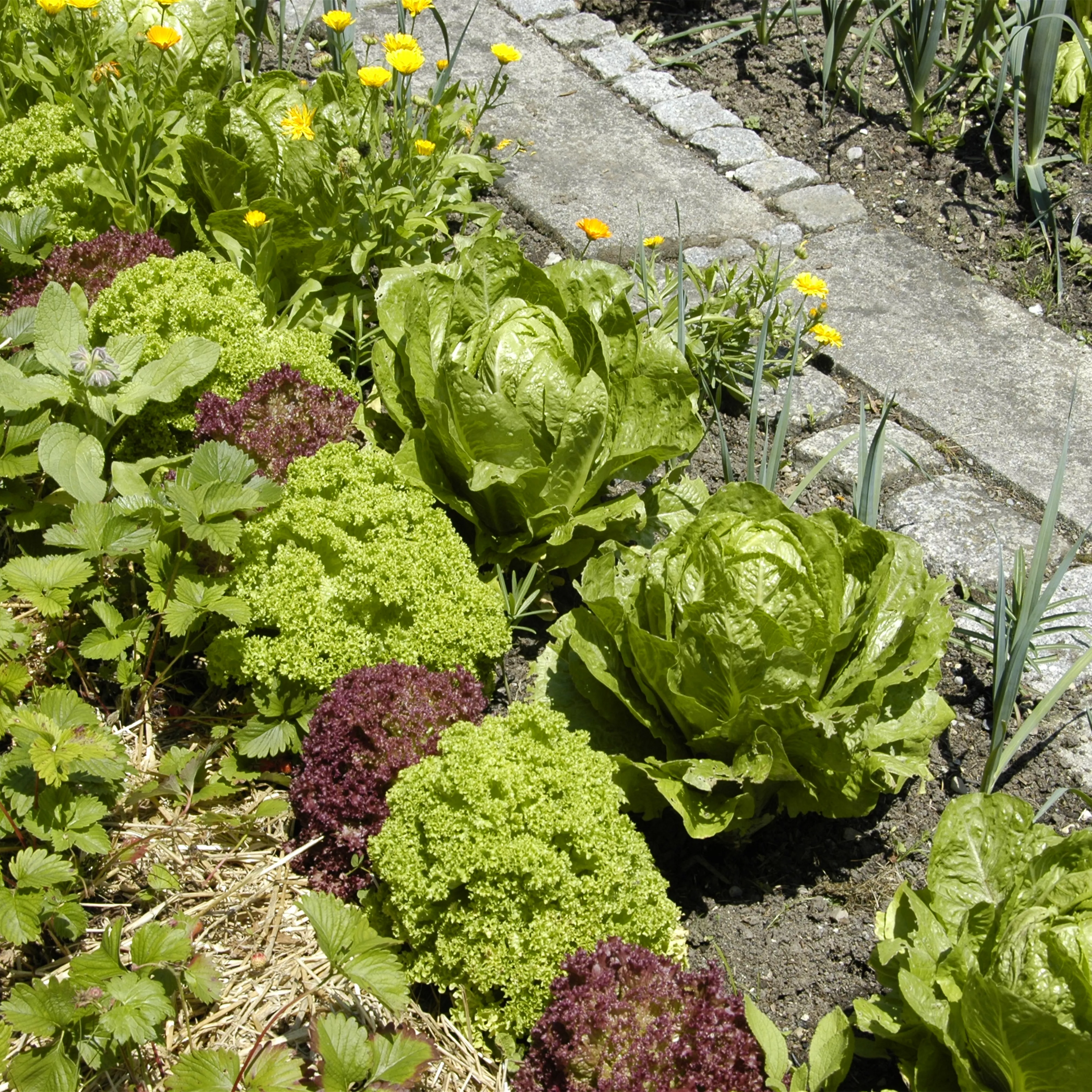 Der Gemüsegarten – weder spießig noch langweilig