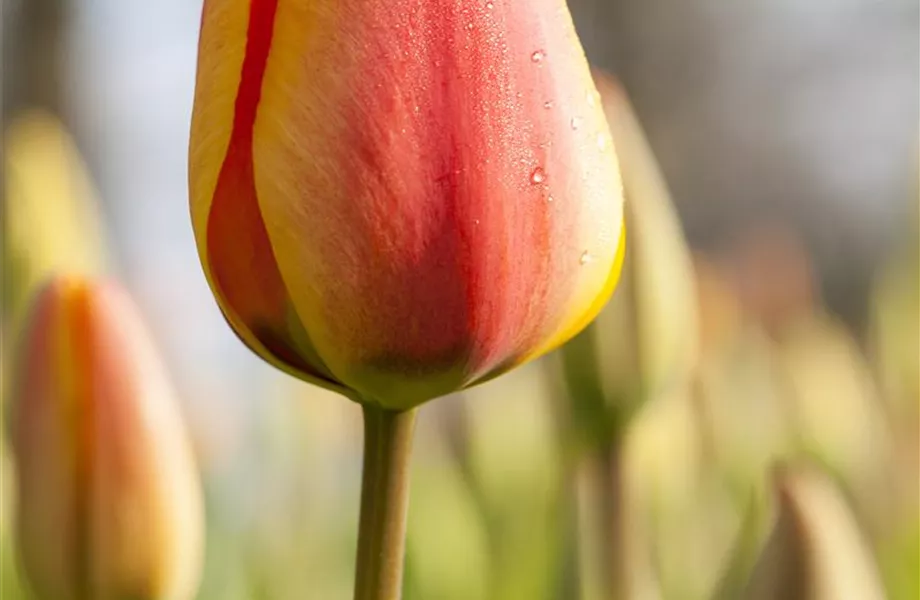 Triumph-Tulpen pflanzen – Farbenspiel im Blumenbeet