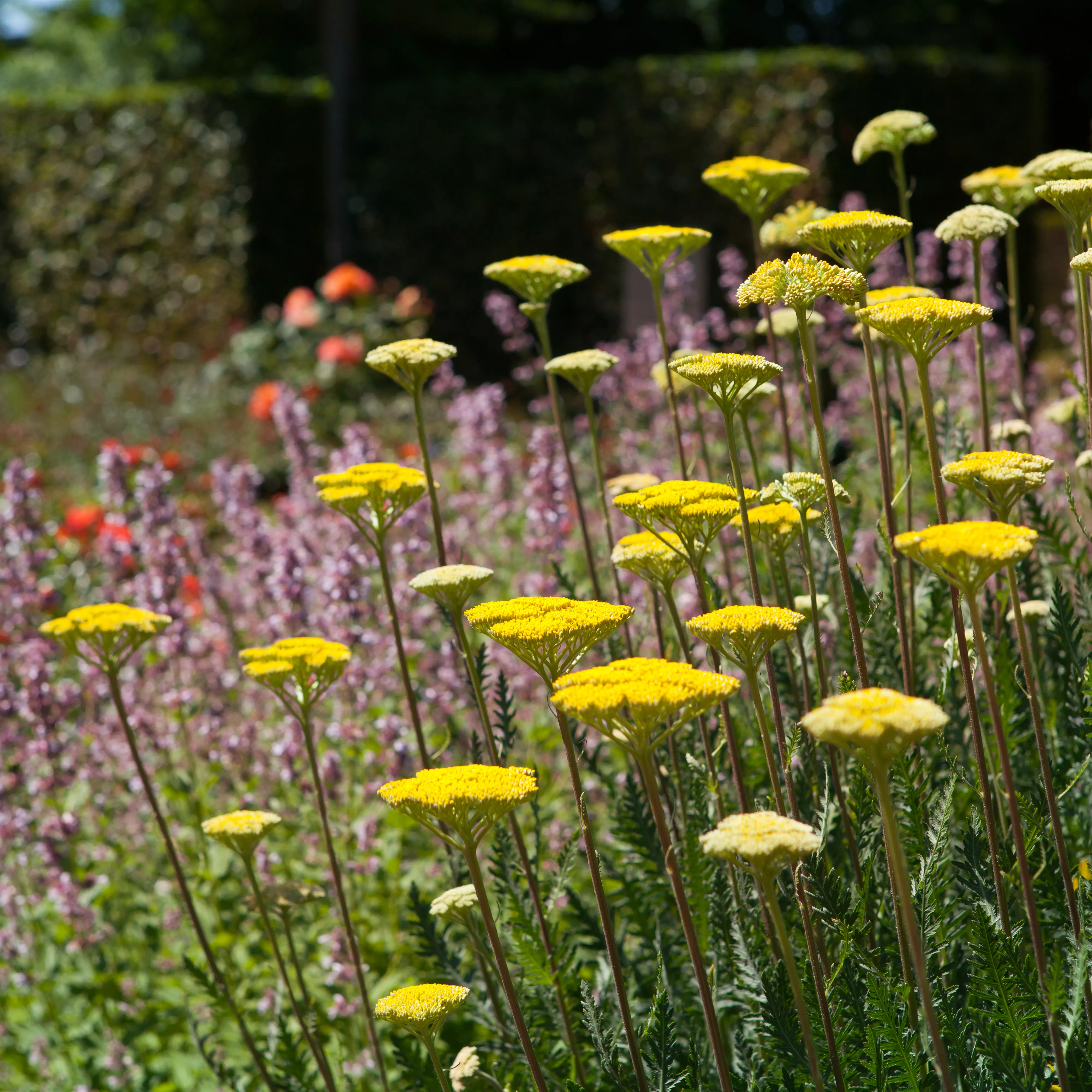 Staudengarten – Gestaltungshinweise und Tipps