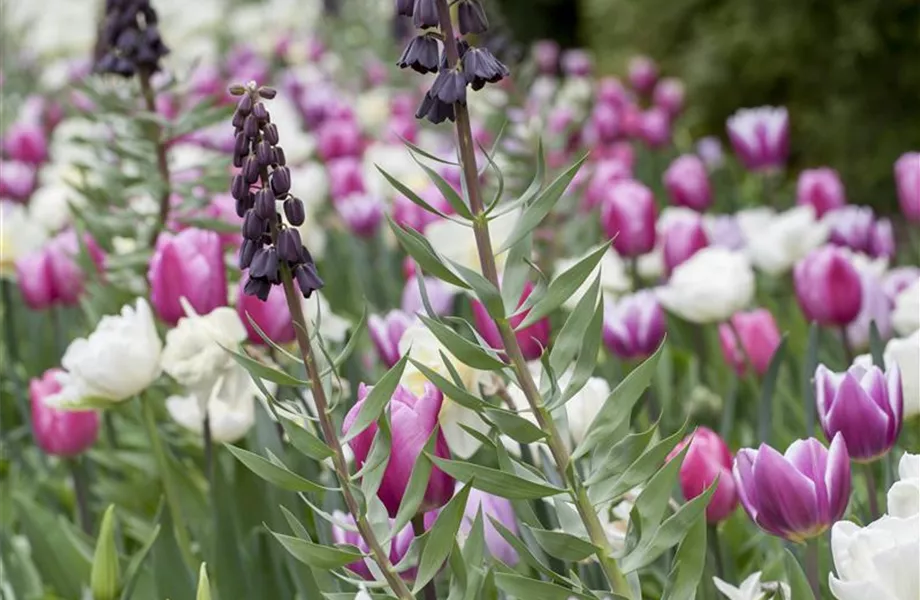 Stauden und Blumenzwiebeln kombinieren