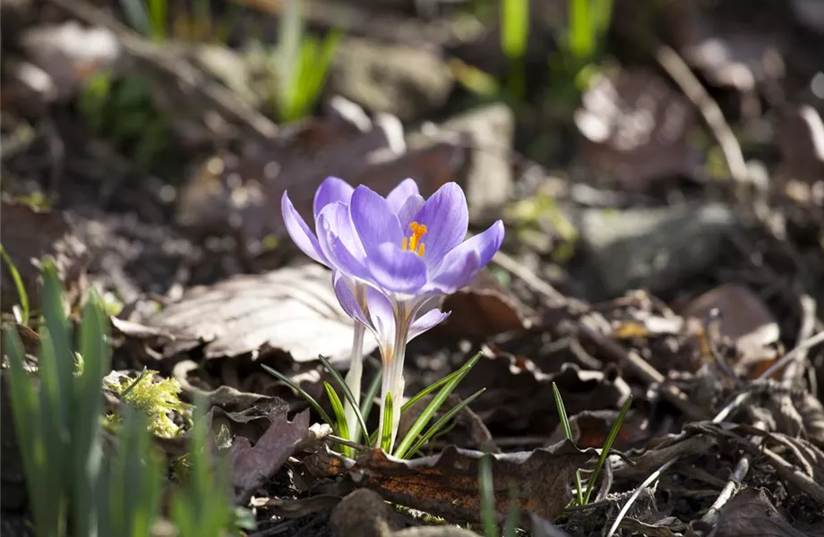 Gartenjahr voller Blüten – Blumenzwiebeln für jede Jahreszeit