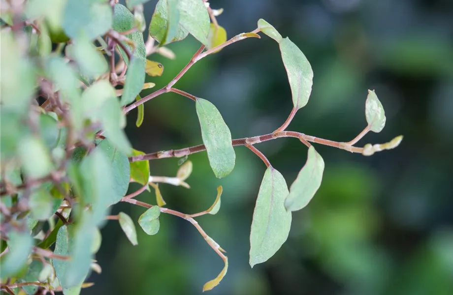 Mühlenbeckia - eine Zierde für drinnen und draußen