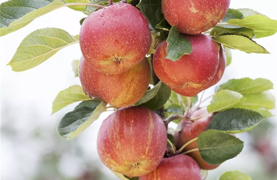 Obstgehölze schneiden - Basis ertragreicher Ernten