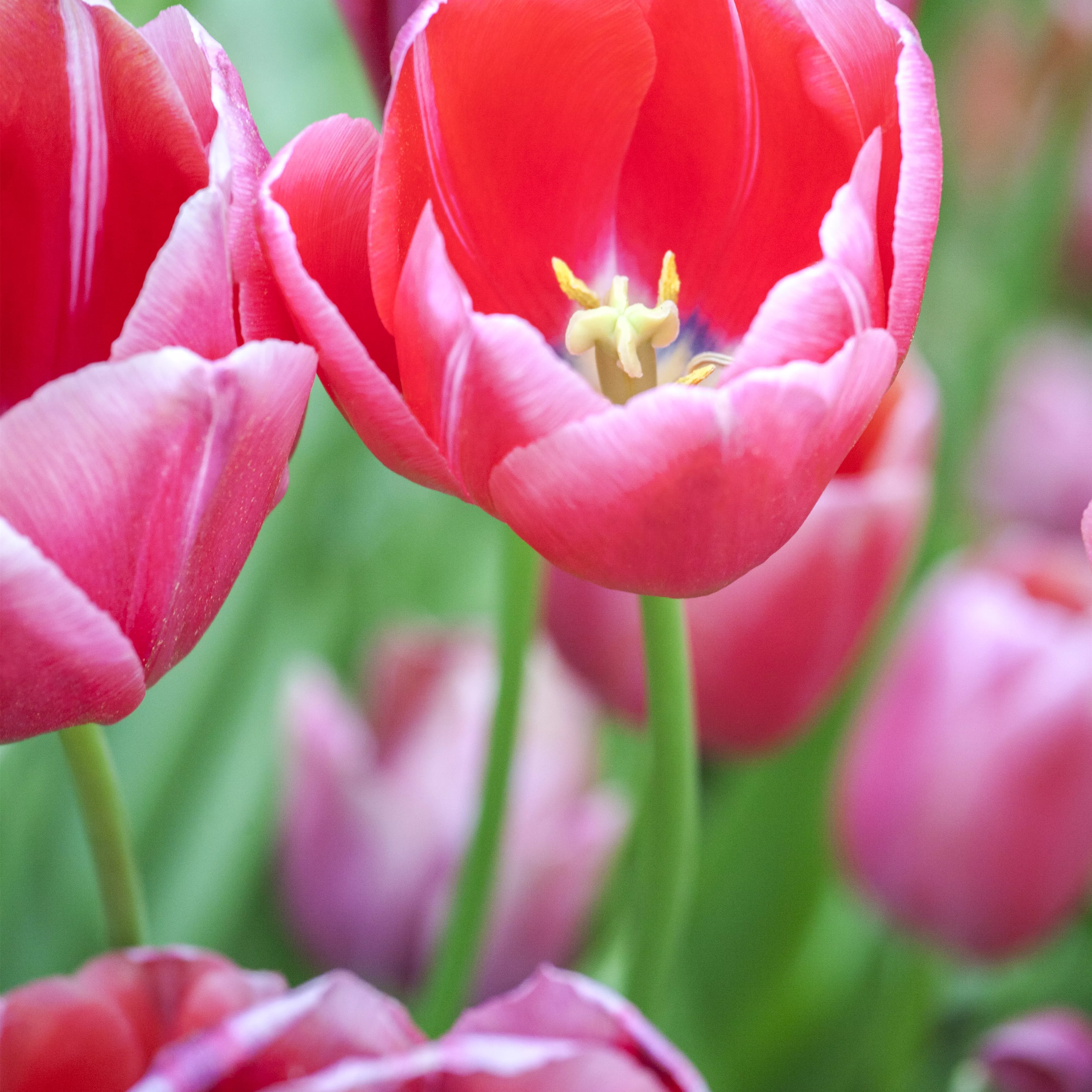 Tulpen im Garten – der bunte Wahnsinn 