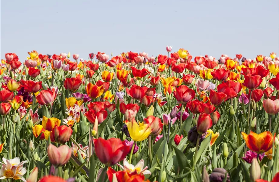 Tulpenzwiebeln einpflanzen – Beetgestaltung mit Tulpen