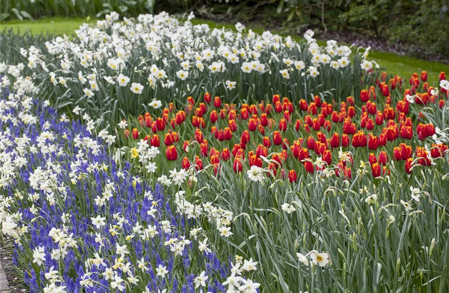 Winterschutz für Blumenzwiebeln: Lagern und überwintern