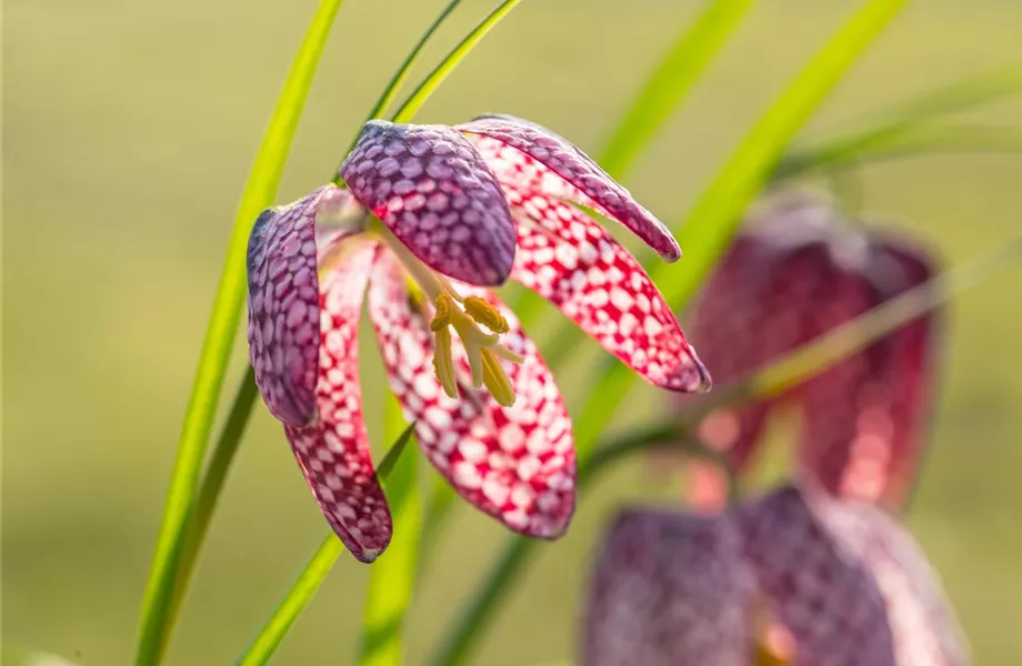 Schachbrettblumen im Garten