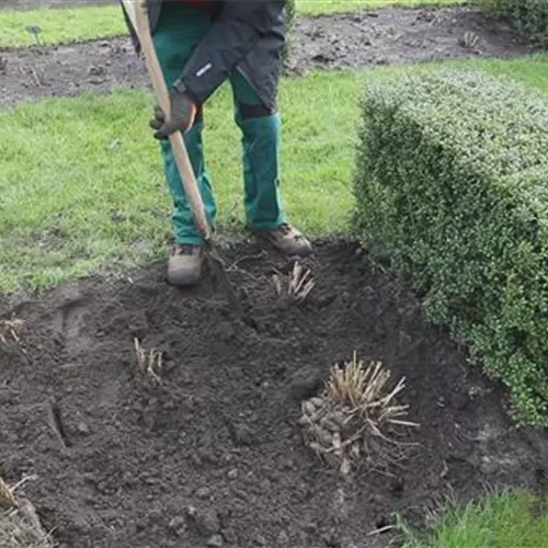 Dahlien - Einpflanzen im Garten