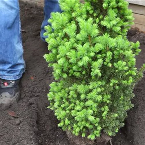 Zuckerhutfichte - Einpflanzen im Garten