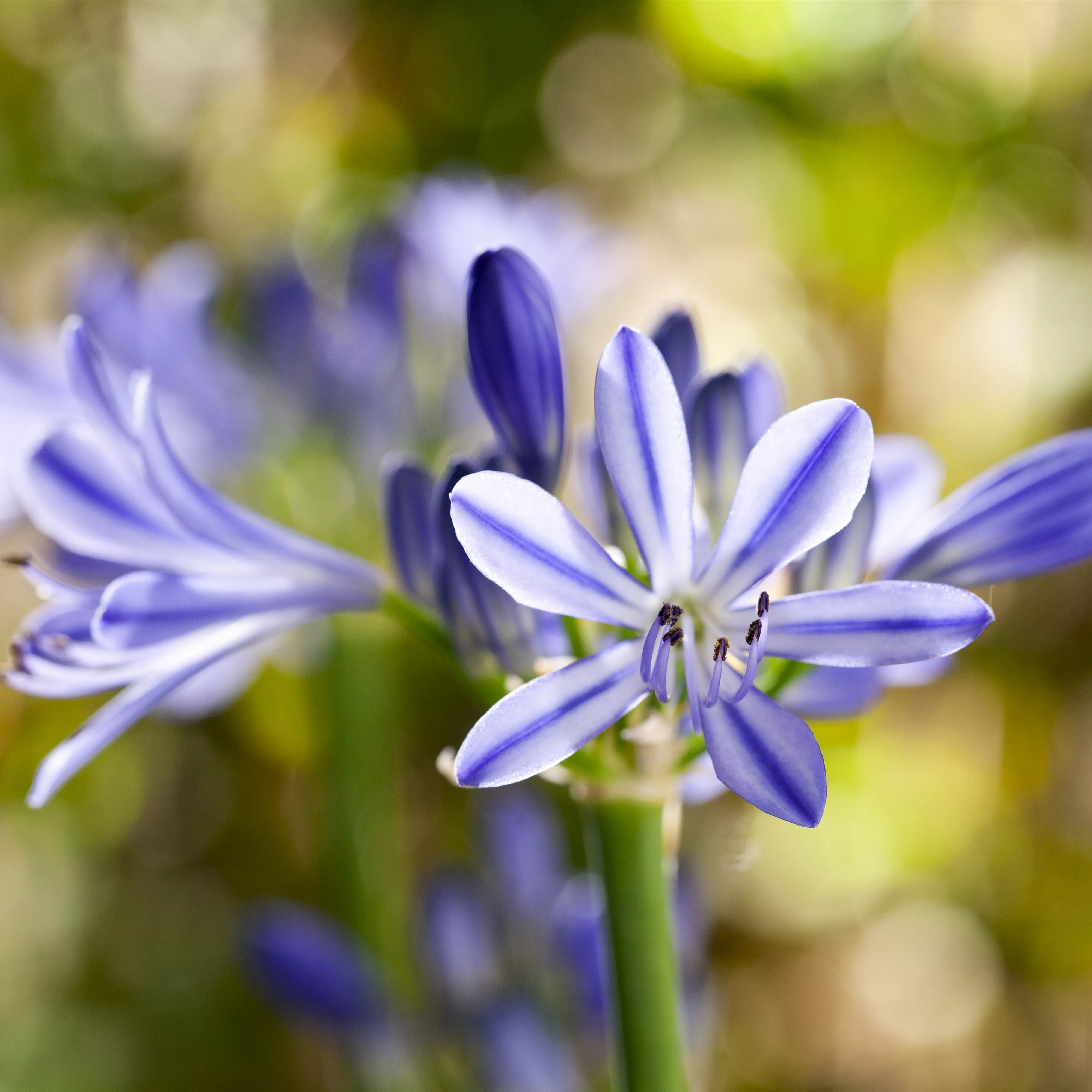 Schmucklilien im Topf - Tipps zum Umtopfen