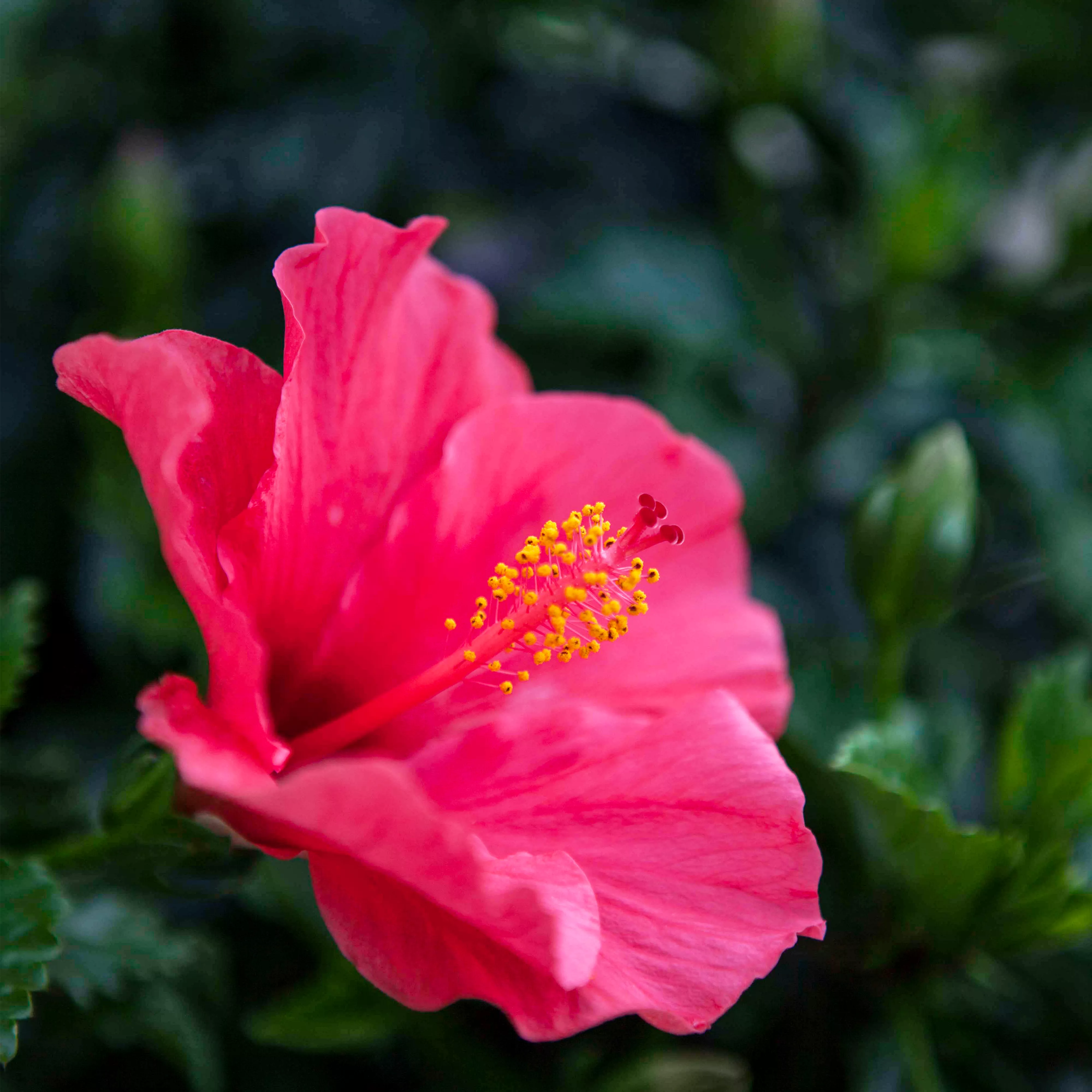 Hibiskus – die tropischen Schönen