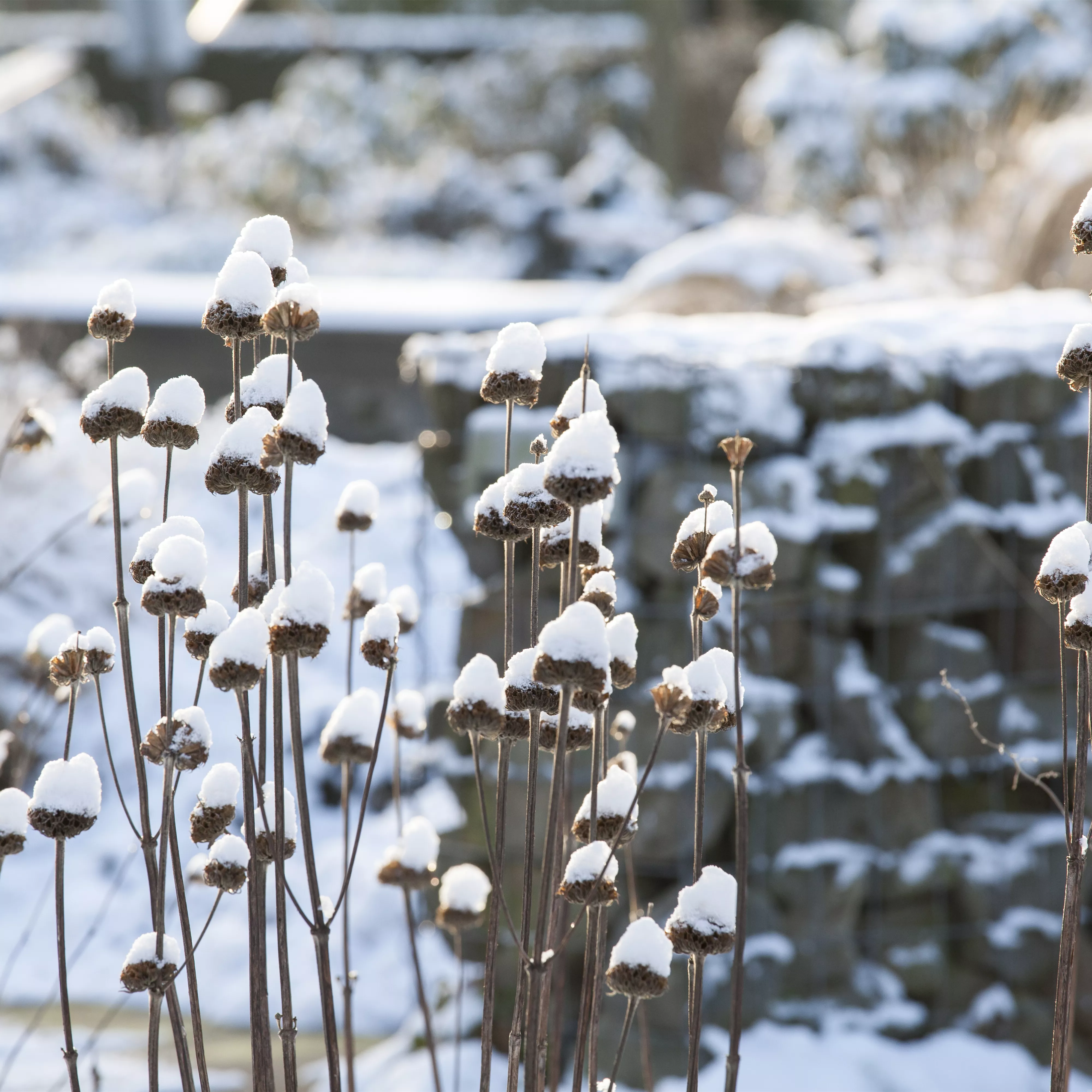 Stauden vor Frost schützen