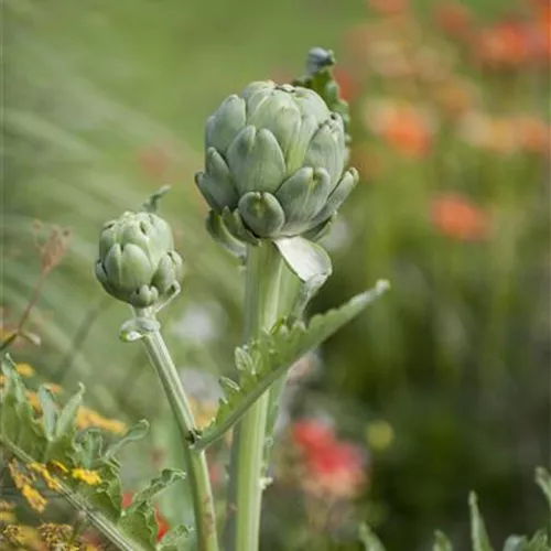 Artischocken im Blumenbeet