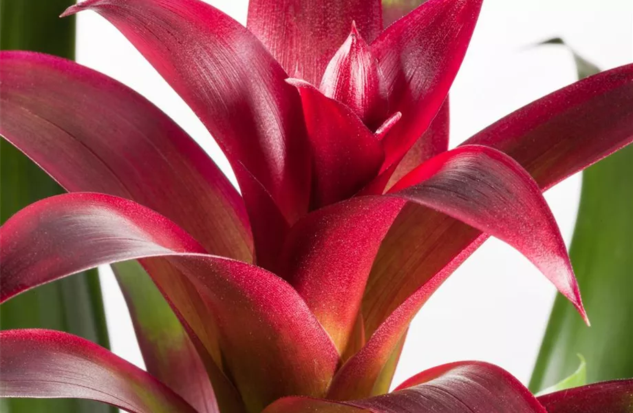 Pflanze März 2025: Bromelien