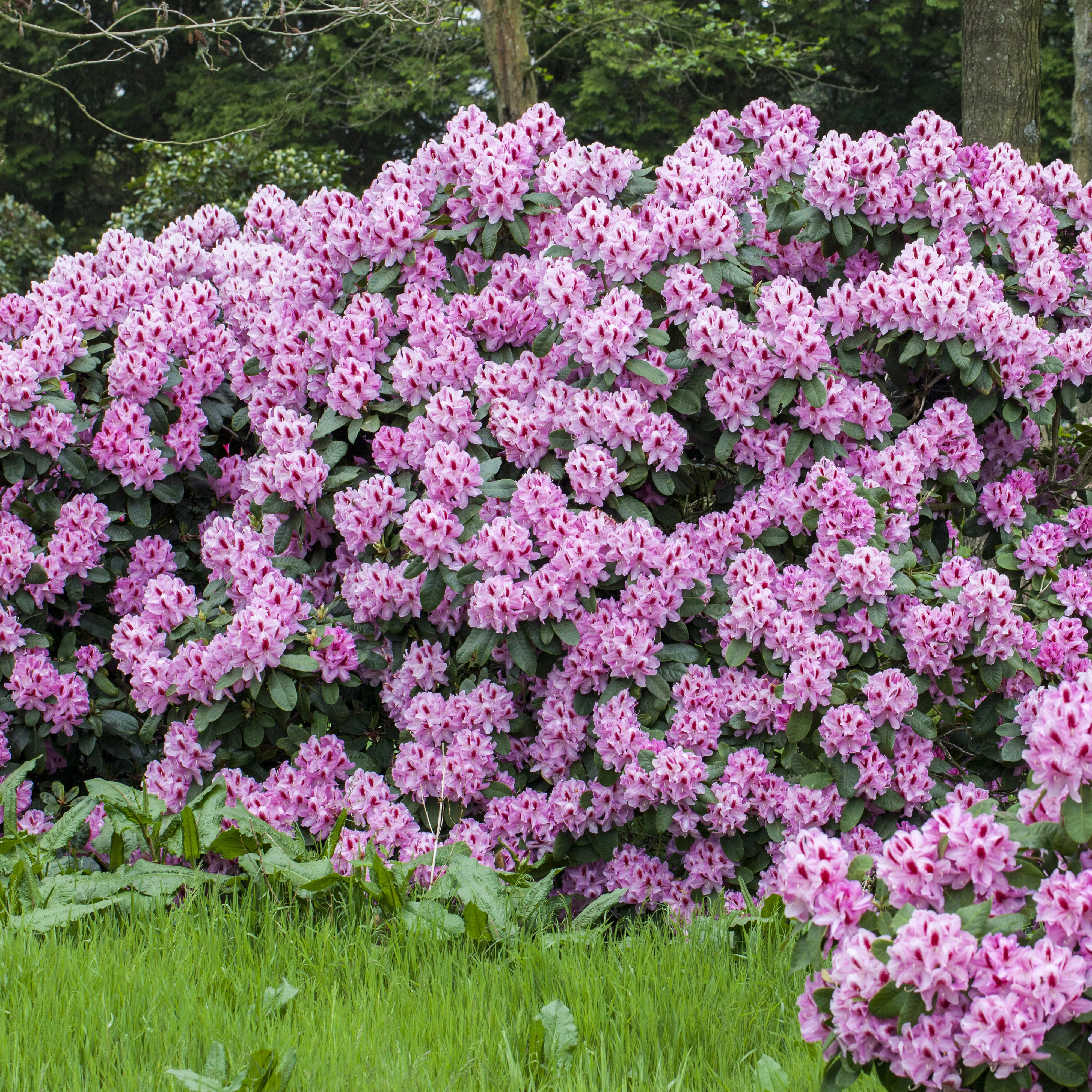 Ein Rhododendron-Spezial