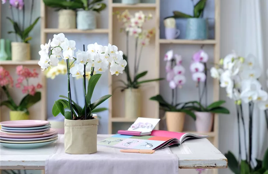 Pflanze des Monats Januar 2021: Phalaenopsis