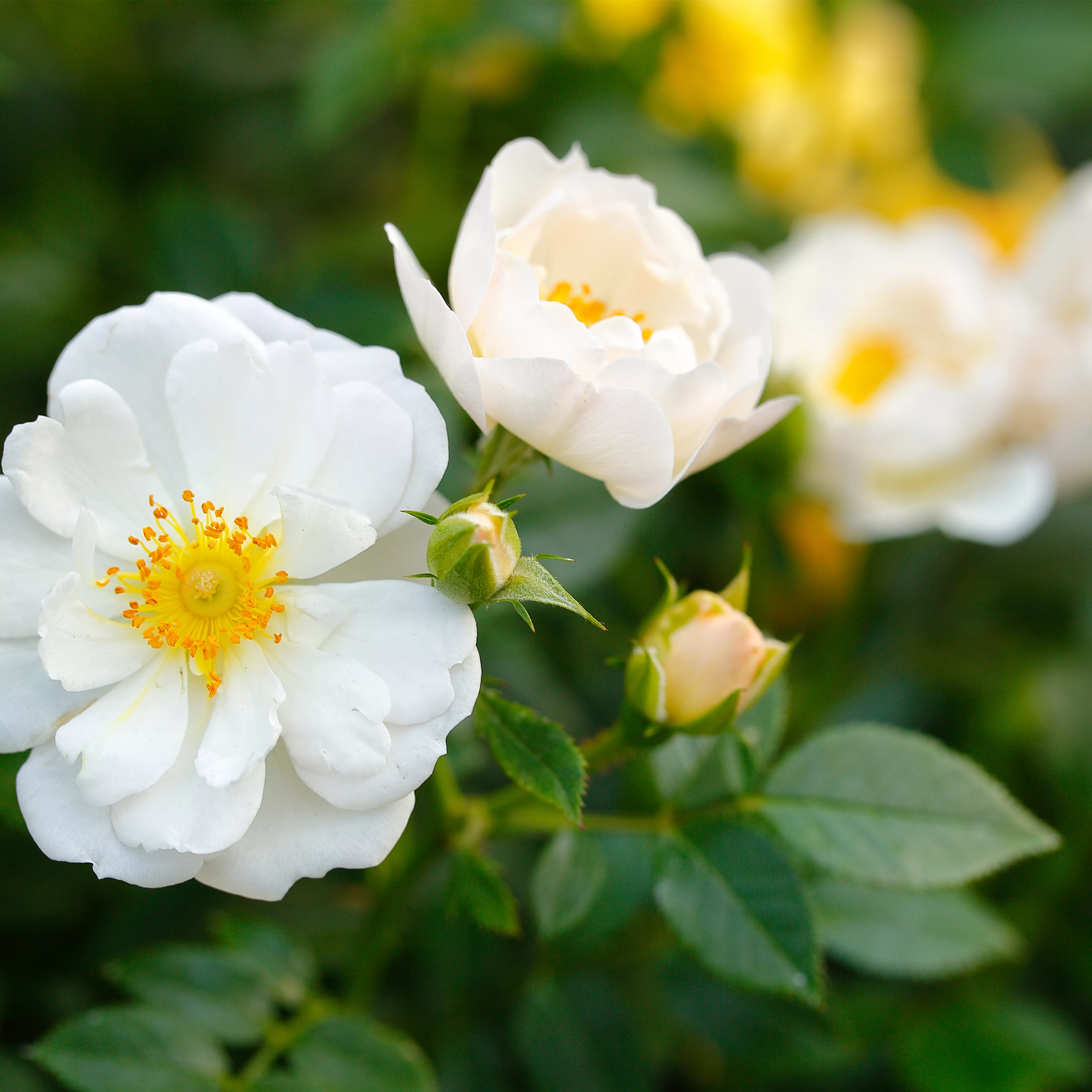 Insektenfreundliche Rosen und ihre Begleiter