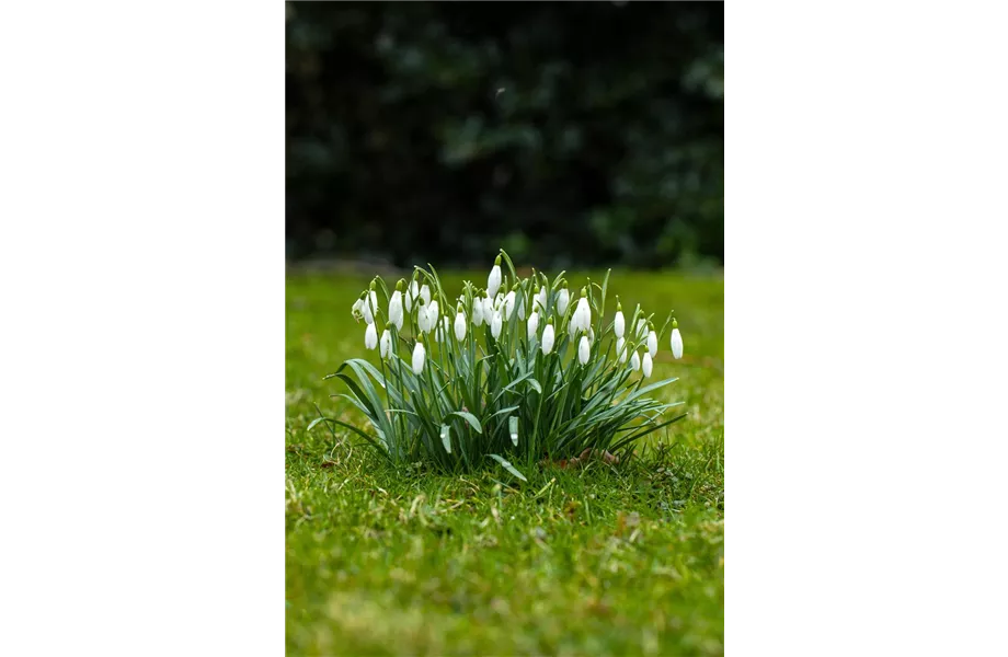 Jetzt den Frühling pflanzen