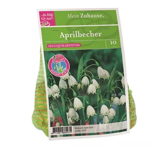 Blumenzwiebel Aprilbecher weiß