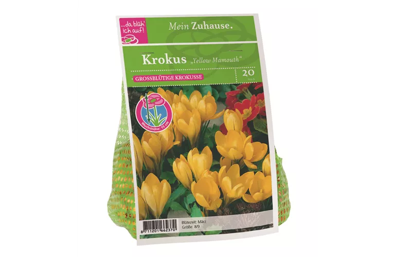 Blumenzwiebel Krokus 'Yellow Mamouth'