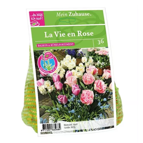 Blumenzwiebel 'La Vie en Rose'