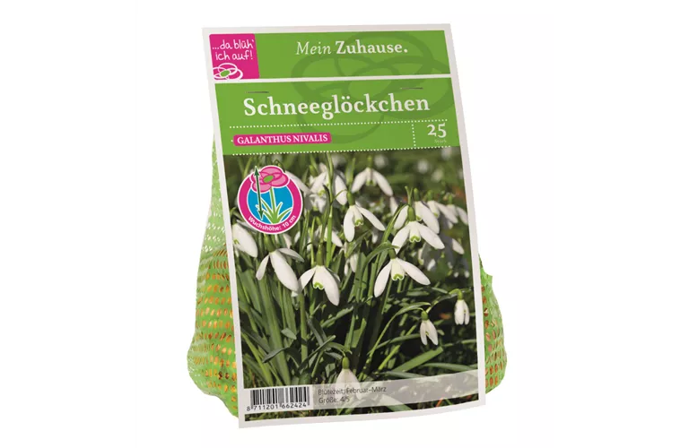 Blumenzwiebel Schneeglöckchen weiß