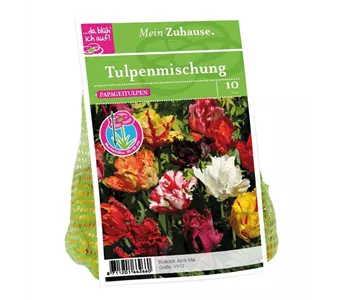 Blumenzwiebel Tulpe Papageien Mischung