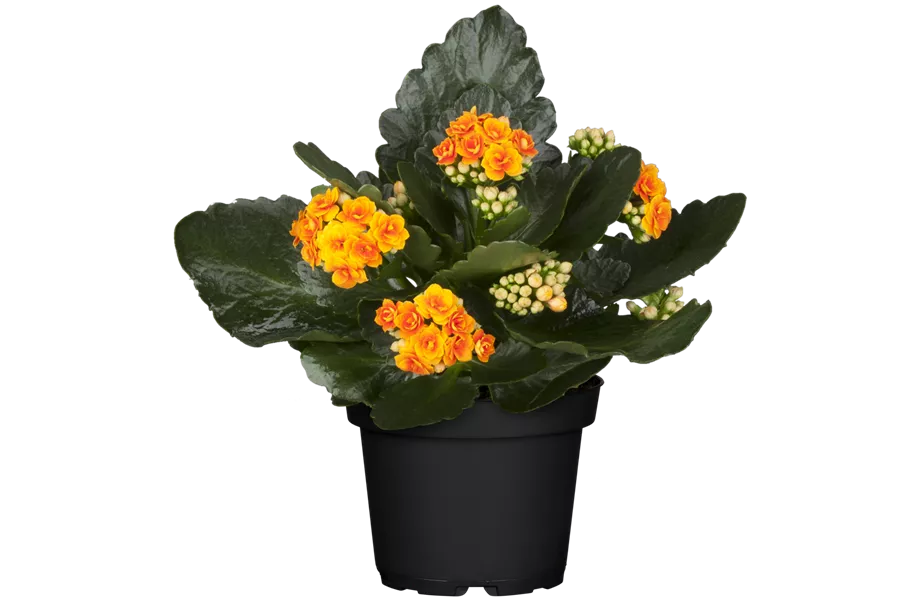 Pflanze Juli 2025: Kalanchoe