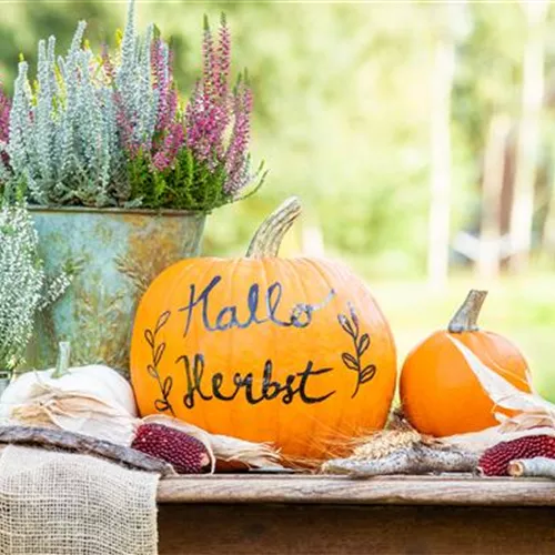 Herbst auf den Balkon holen