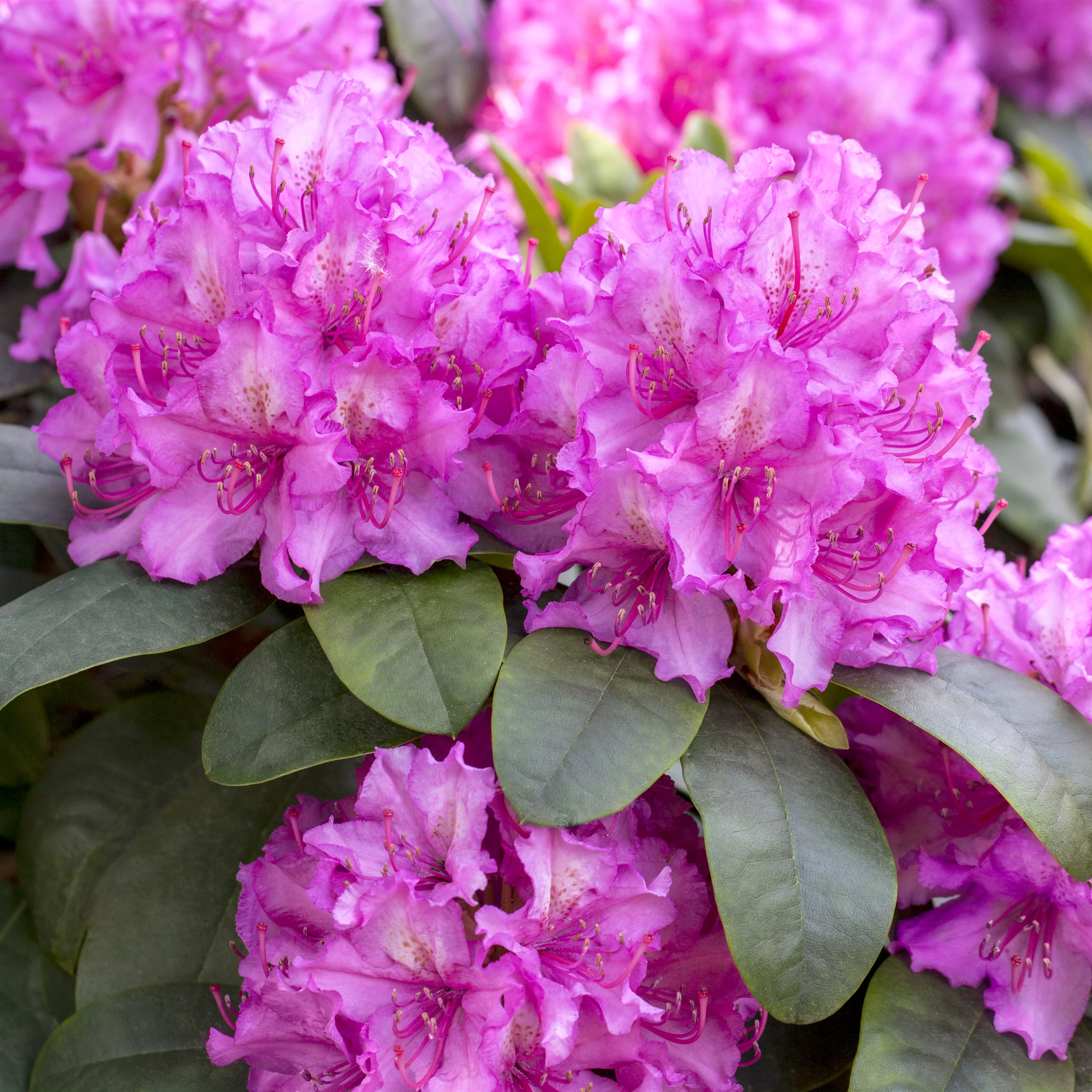 Rhododendron verjüngen