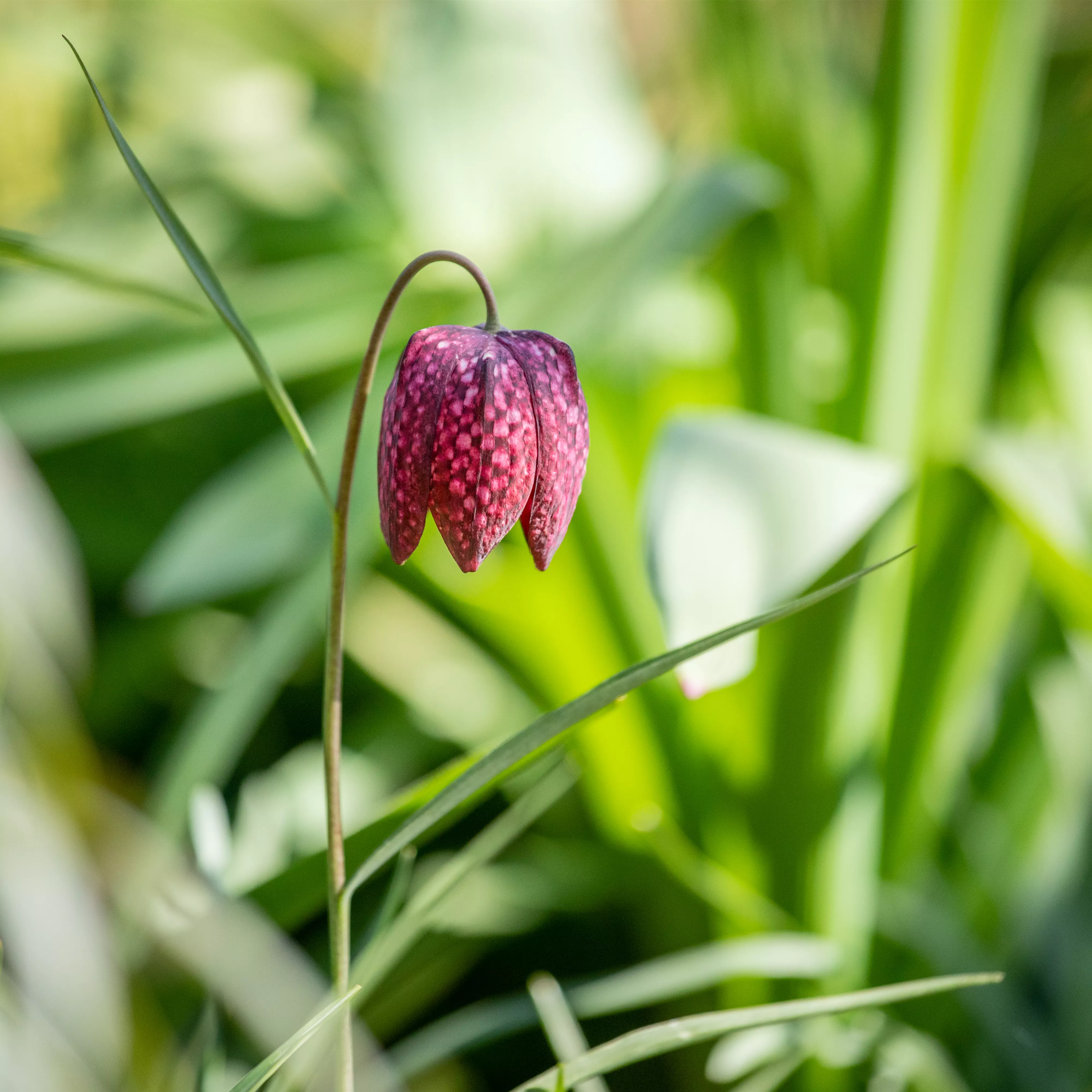 Schachbrettblume im eigenen Garten