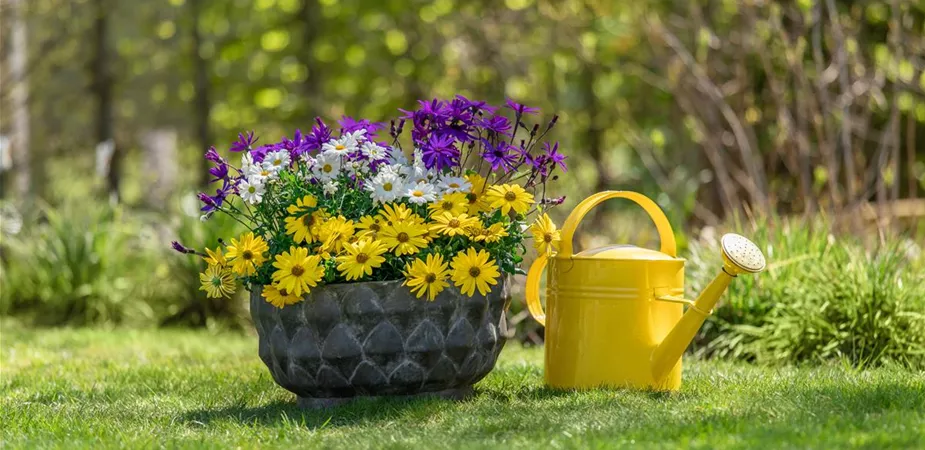 Bepflanzte Schale im Gartenambiente