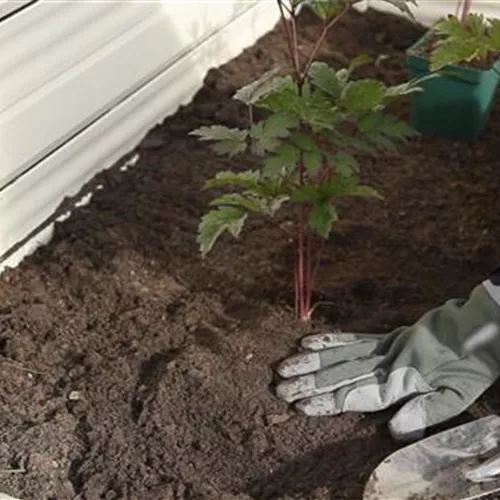 Silberkerze - Einpflanzen im Garten