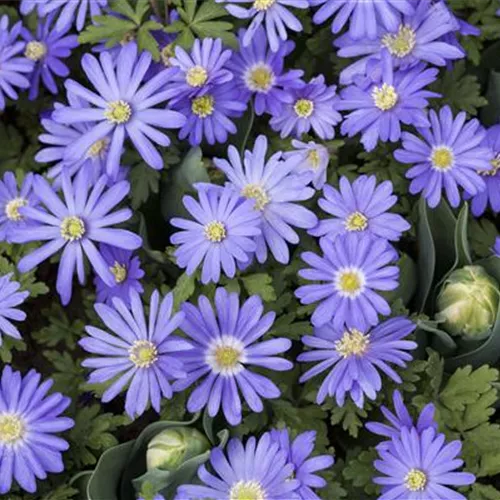 Anemonen – zarte Windröschen im Garten