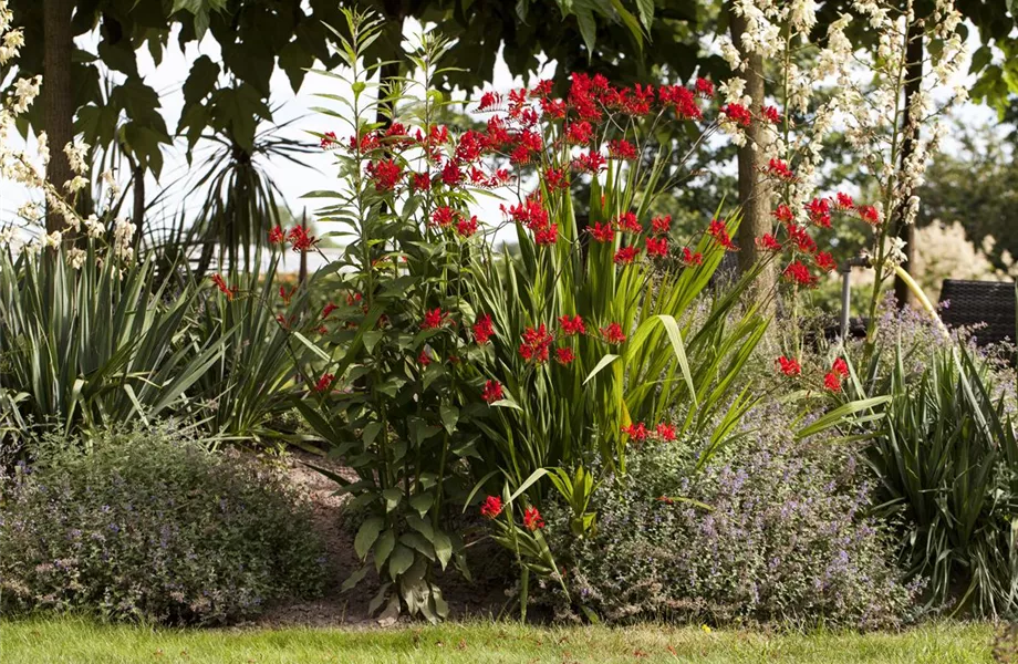 Ab in den Garten – Blumenzwiebeln im Frühjahr einpflanzen