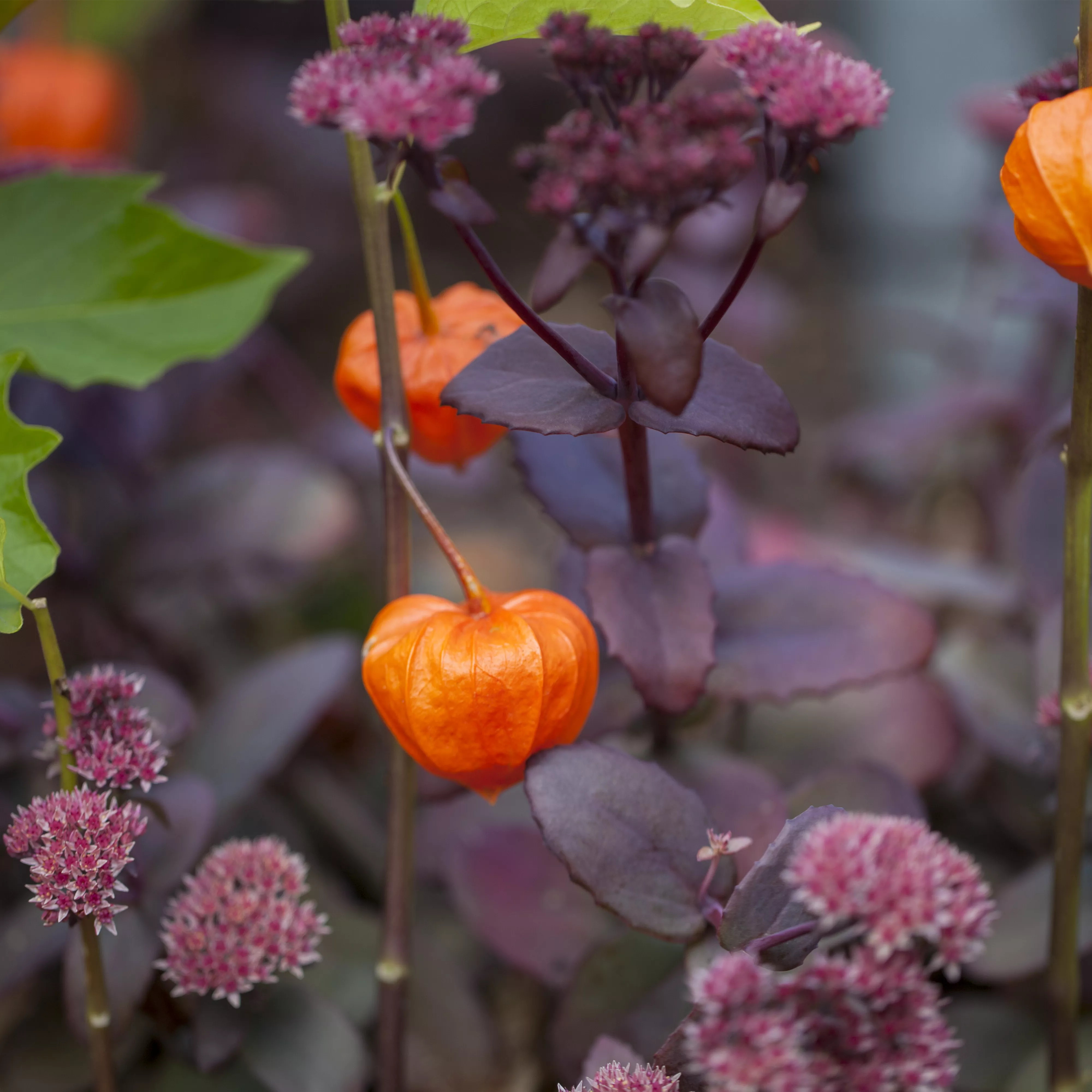 Schaurig schöne Tischgirlande aus Physalis