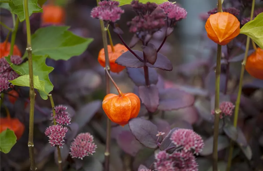 Mit der Lampionblume den Garten festlich schmücken