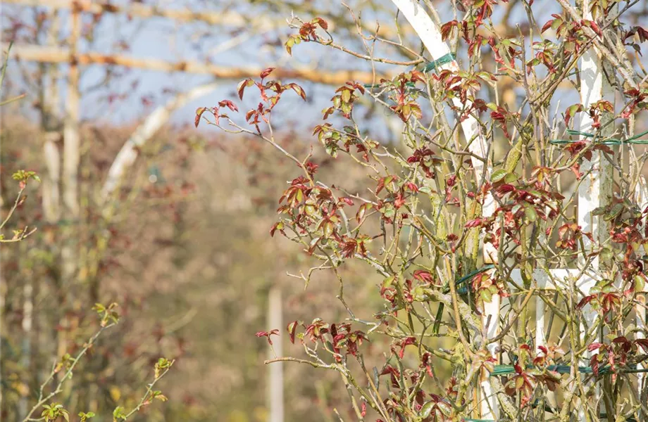 Der Rosenschnitt – Schönheitskur im Frühling