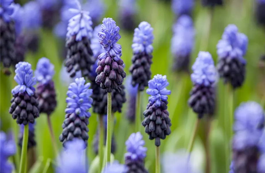 Sommerurlaub für Blumenzwiebeln und Knollen