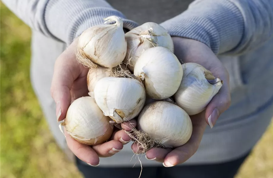 Blumenzwiebeln – kleine Zwiebeln mit großer Wirkung