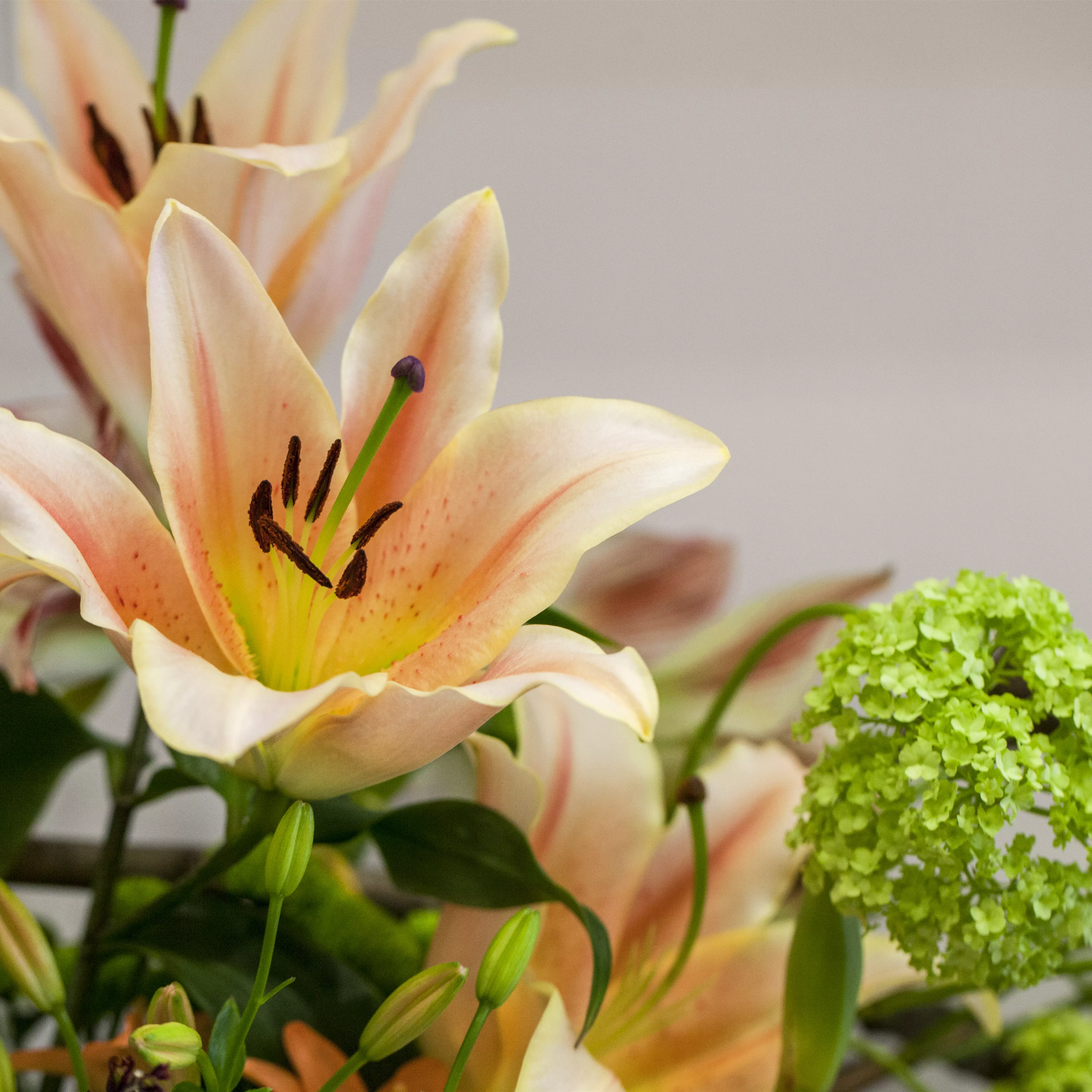 Lilien – Königinnen im Garten