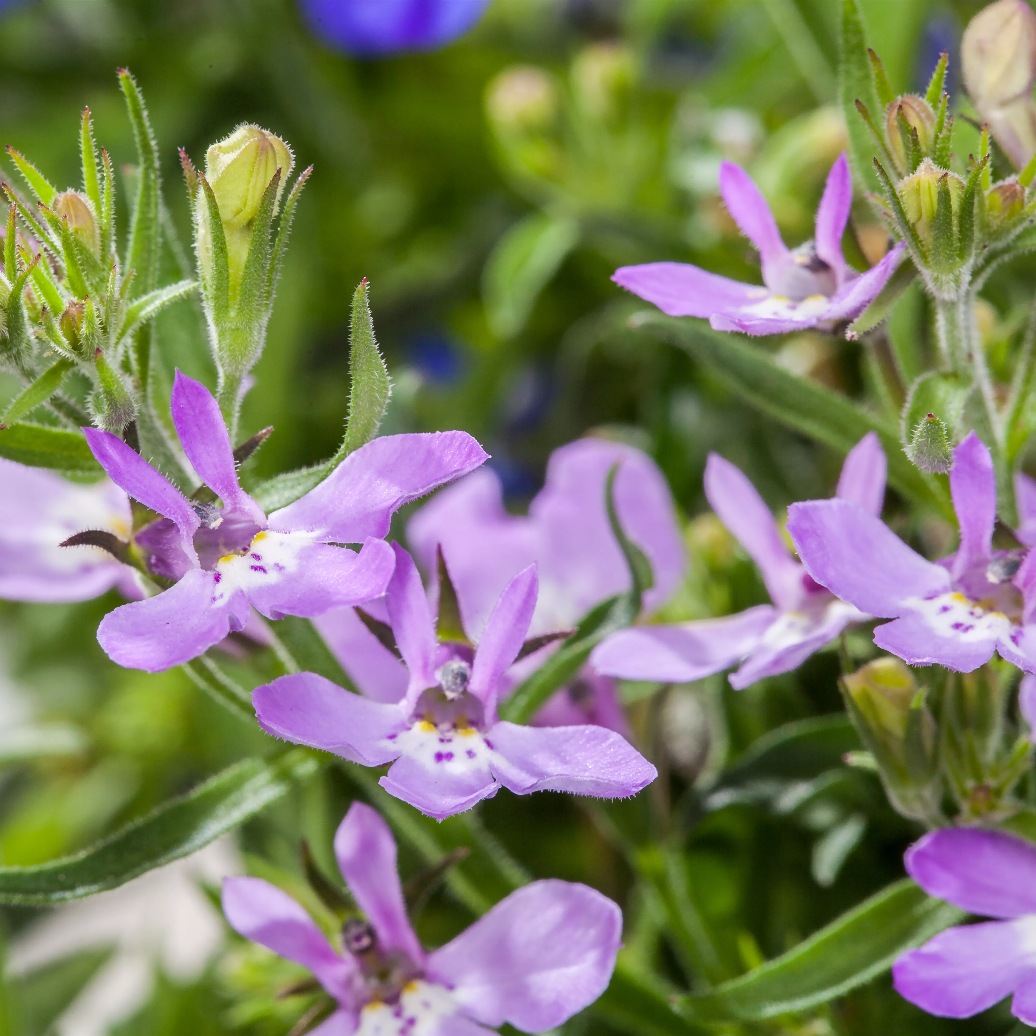 Männertreu – eine gefährliche Sommerliebe mit besonderen Blüten