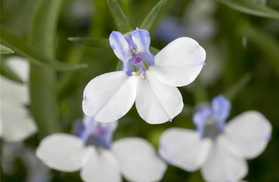 Männertreu – eine gefährliche Sommerliebe mit besonderen Blüten