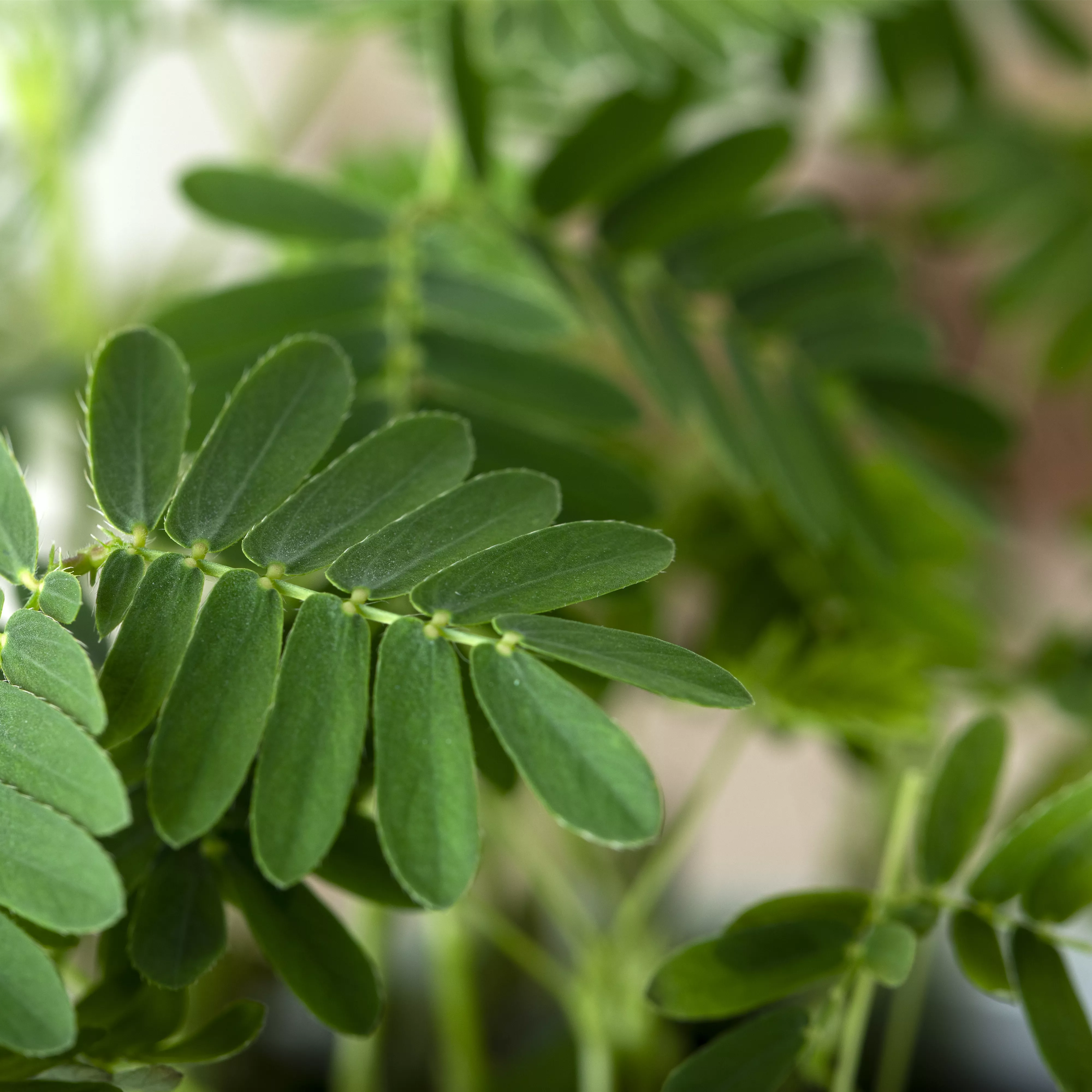 Mimosen, die sensiblen Geschöpfe der Pflanzenwelt