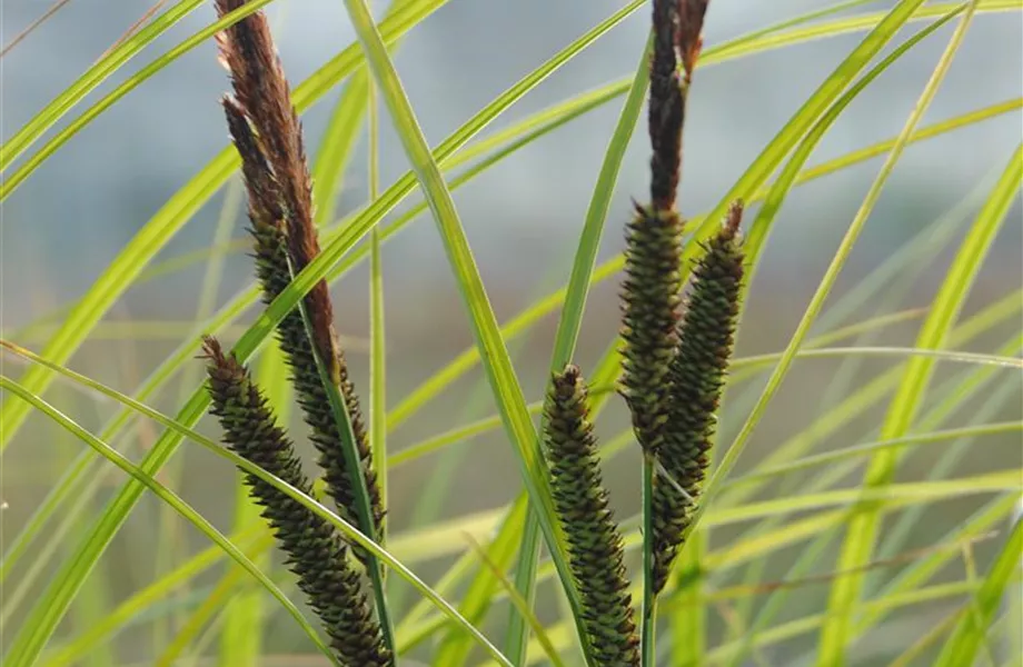 Auf die Feinheiten kommt es an: wie Gräser den Garten aufwerten