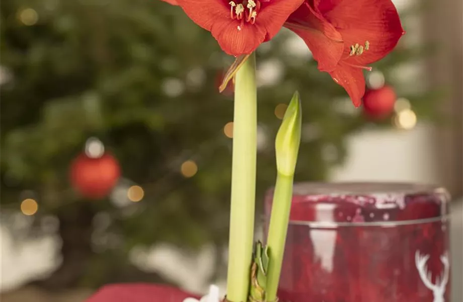 Blumenzwiebeln im Haus – Frühling im Wohnzimmer