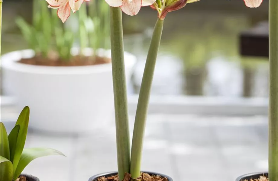 Blumenzwiebeln im Haus – Frühling im Wohnzimmer