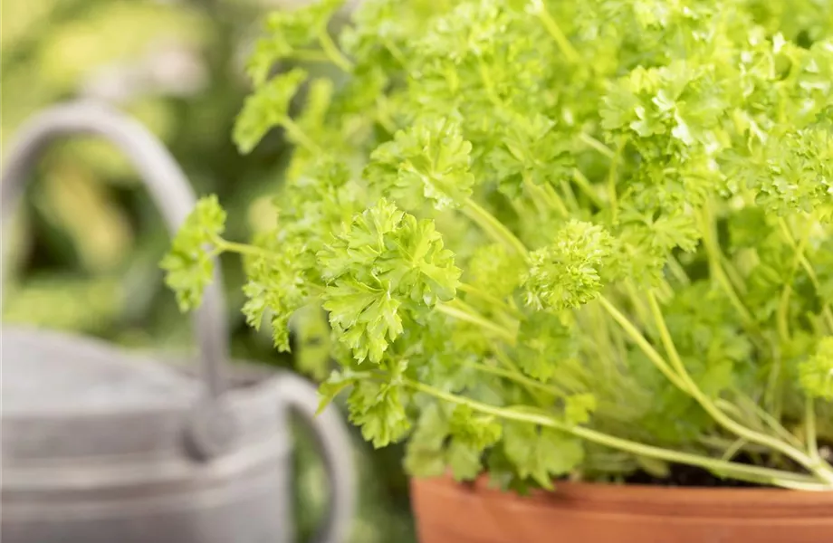 Mit frischen Kräutern in den Frühling starten