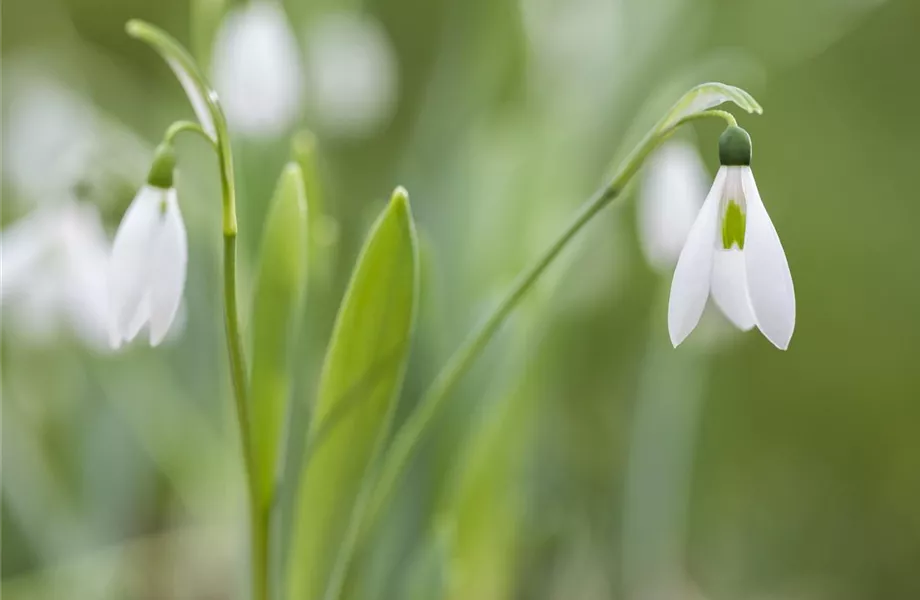 Tolle Frühblüher starten bunt ins Gartenjahr